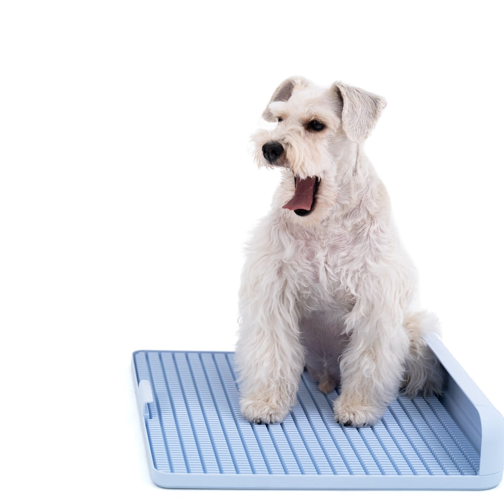 ถาดรองฉี่สุนัข "DOGTOC" เก็บกลิ่น ไม่ง้อแผ่นฉี่ ขนาดกลาง (ขนาด M)