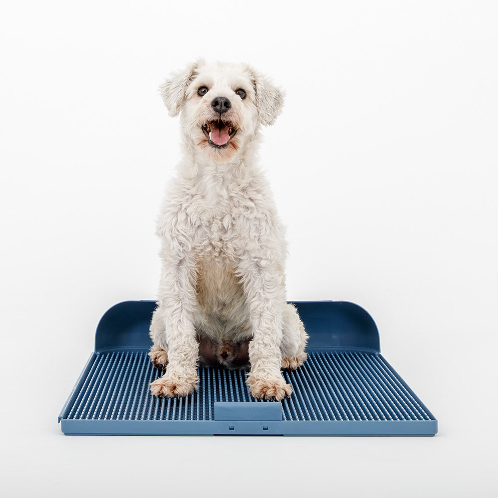 ถาดรองฉี่สุนัข "DOGTOC" เก็บกลิ่น ไม่ง้อแผ่นฉี่ ขนาดใหญ่ (ขนาด L)