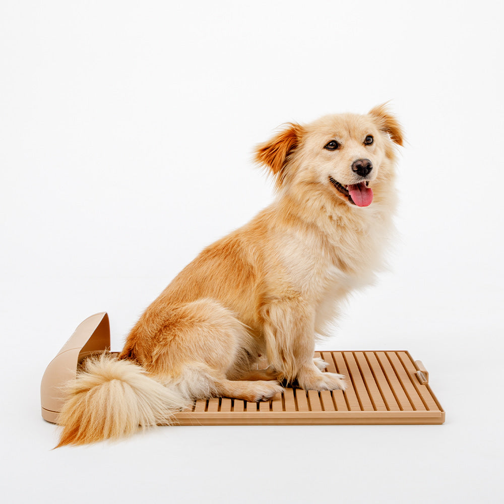 ถาดรองฉี่สุนัข "DOGTOC" เก็บกลิ่น ไม่ง้อแผ่นฉี่ ขนาดใหญ่ (ขนาด L)