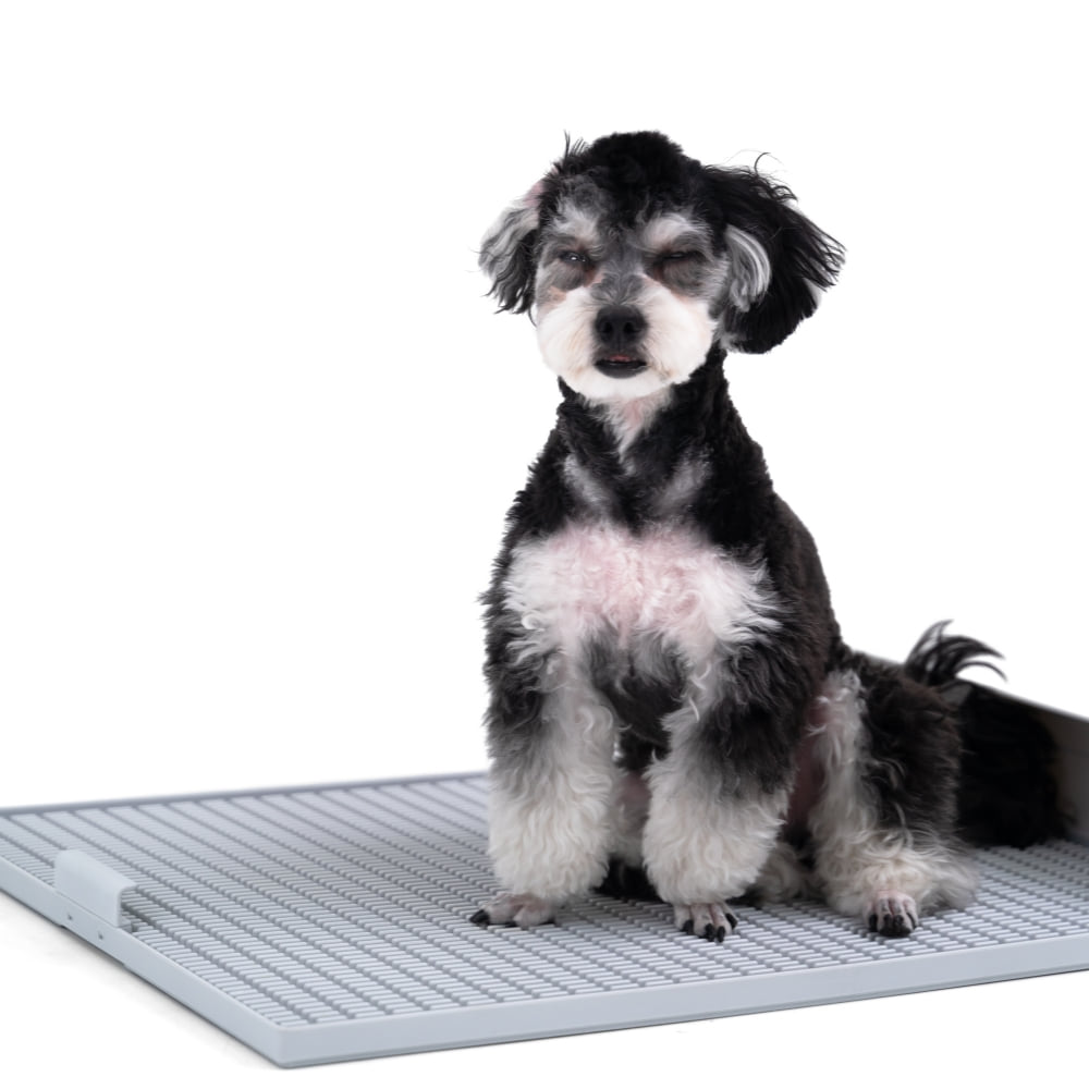 ถาดรองฉี่สุนัข "DOGTOC" เก็บกลิ่น ไม่ง้อแผ่นฉี่ ขนาดใหญ่ (ขนาด L)