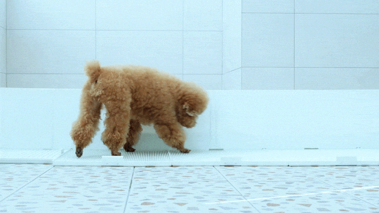 Marking Guard – DOGTOC Thailand
