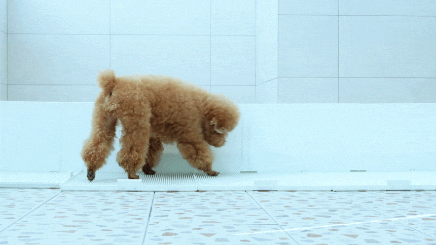 ฉากกั้น "DOGTOC" สำหรับสุนัขยกขาฉี่
