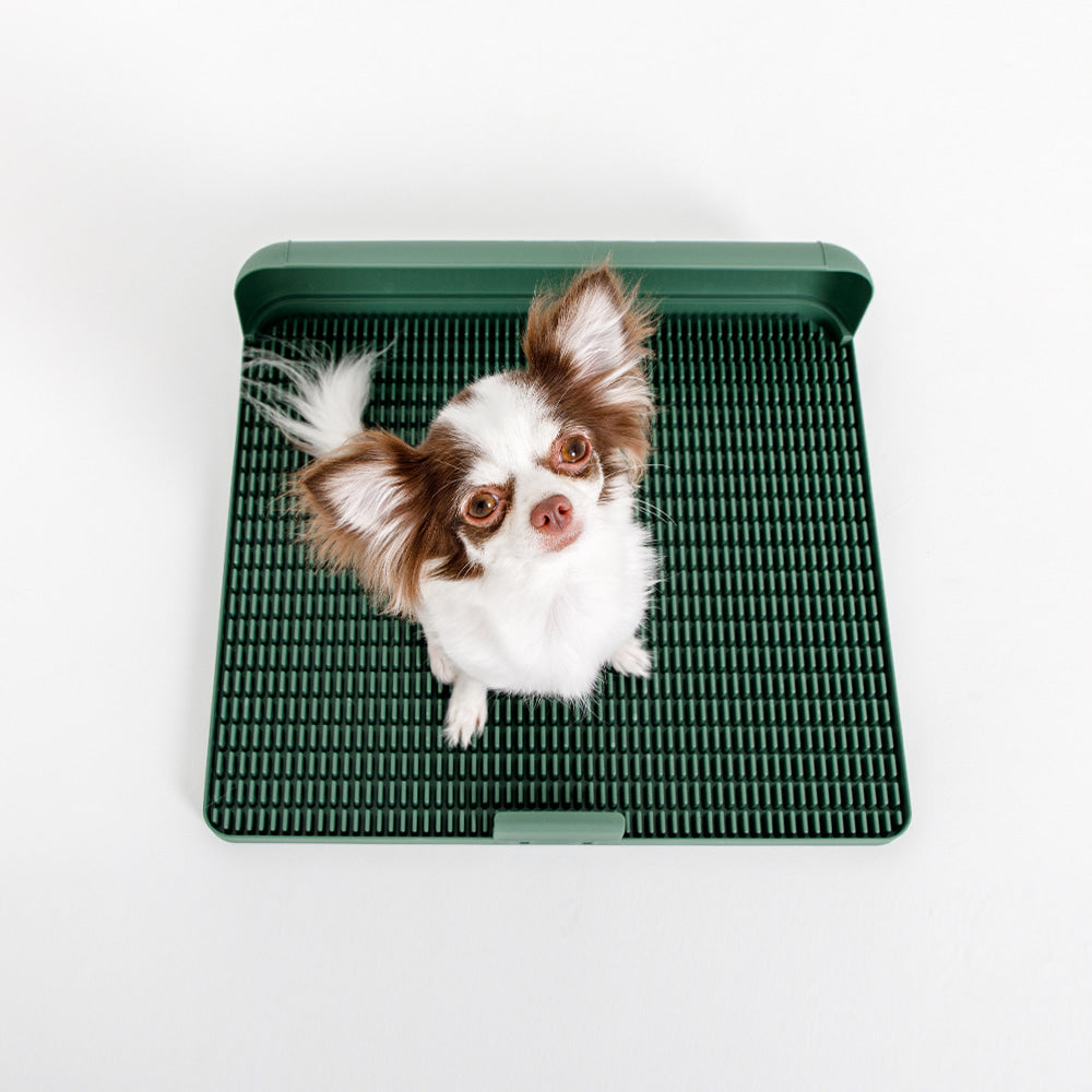 ถาดรองฉี่สุนัข "DOGTOC" เก็บกลิ่น ไม่ง้อแผ่นฉี่ ขนาดเล็ก (ขนาด S)